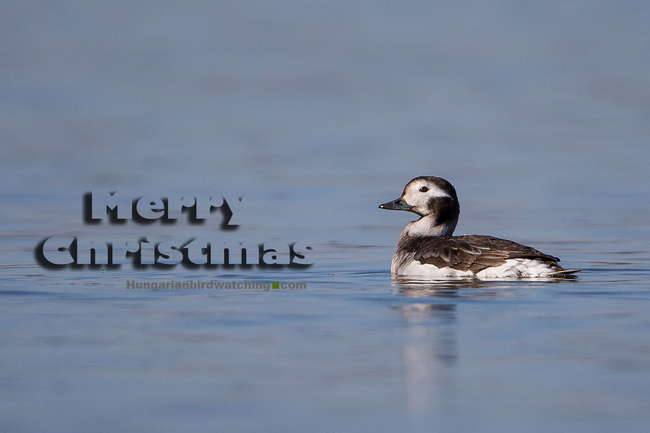 Long-tailed Duck (Clangula hyemalis) - Photo by Ádám Selmeczi Kovács Merry Christmas 2019 pic